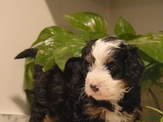 Mini Bernedoodle dogs Tracy - Ad 18