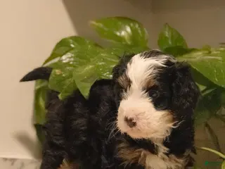 Mini Bernedoodle dogs Tracy - Ad 23