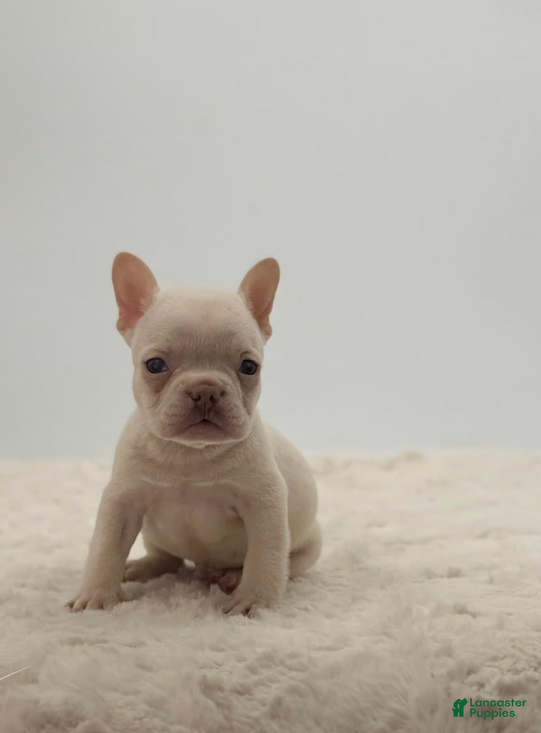French Bulldog dogs 🐶 Meet Theo – AKC Male French Bulldog - Ad 20