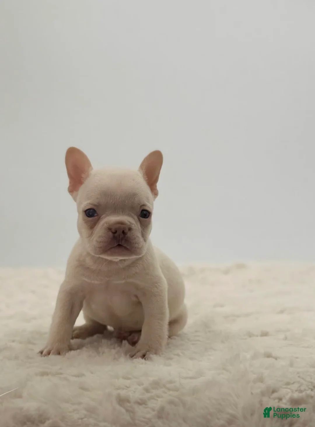 French Bulldog dogs for sale: 🐶 Meet Theo – AKC Male French Bulldog - Ad 1