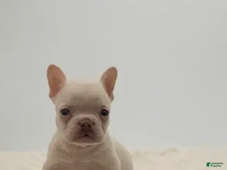 French Bulldog dogs 🐶 Meet Theo – AKC Male French Bulldog - Ad 20