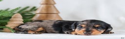 Miniature Dachshund dogs for sale: Ivy - Ad 10