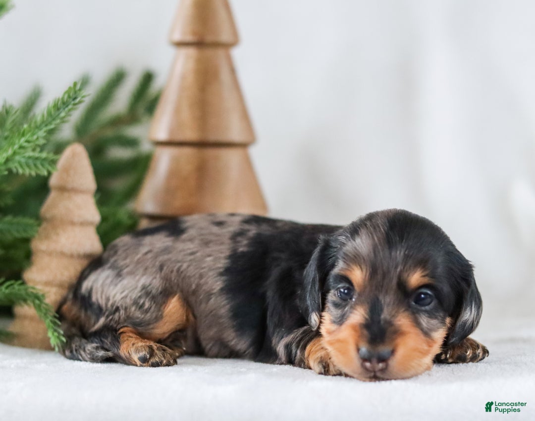 Miniature Dachshund dogs for sale: Ivy - Ad 10