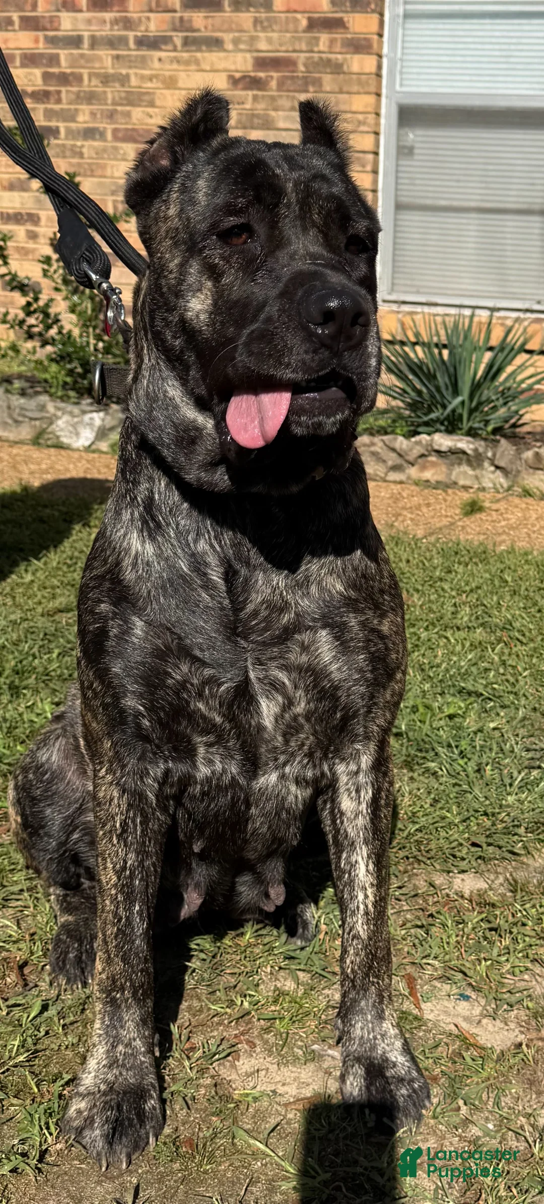 Cane Corso dogs for sale: Cane Corso Puppy 2 - Ad 2