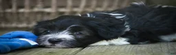 Havanese dogs for sale: Apollo Havanese  - Ad 17