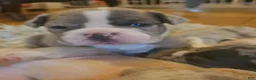 Olde English Bulldogge dogs for sale: Olde English Bulldogge 1 - Ad 14