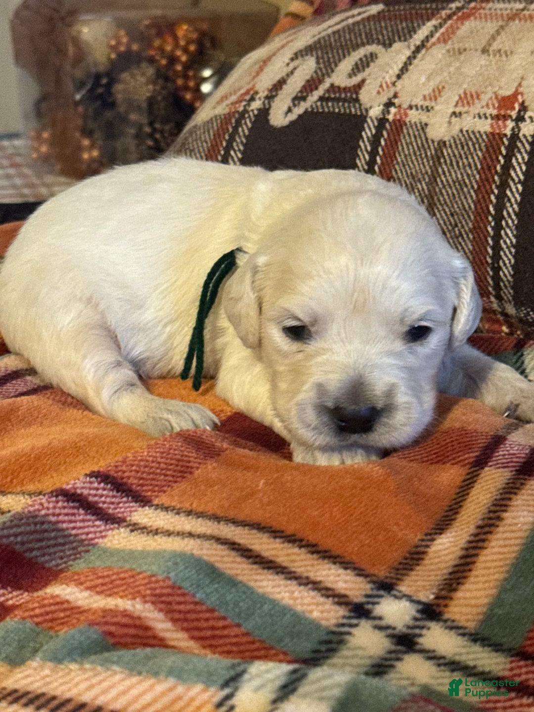 Golden Retriever dogs for sale: Green male- Lindy  - Ad 1