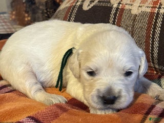 Golden Retriever dogs Green male- Lindy - Ad 3