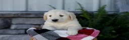 Golden Retriever dogs for sale: Brent - Ad 4