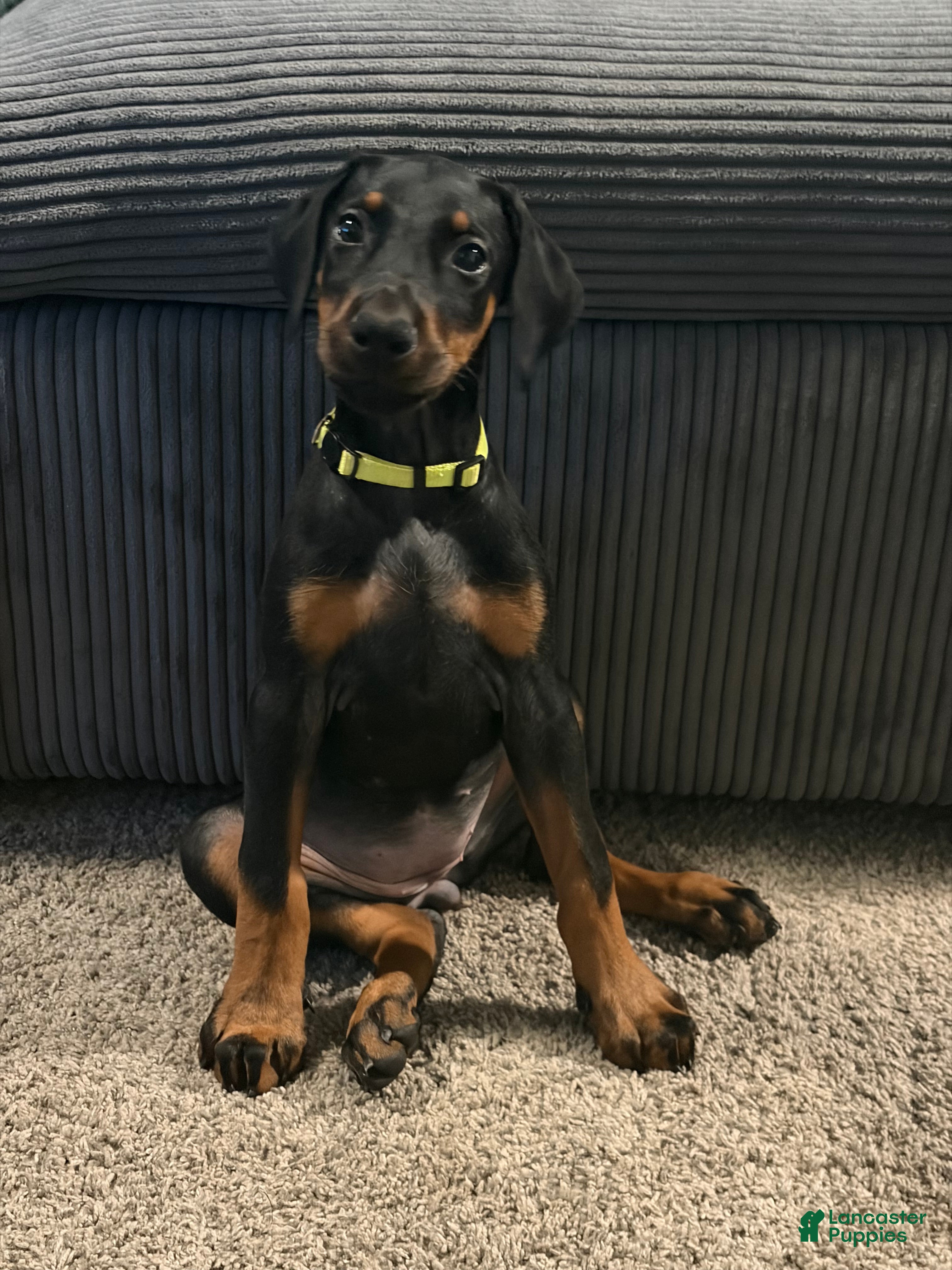 Doberman Pinscher dogs Doberman Pinscher 3 - Ad 2