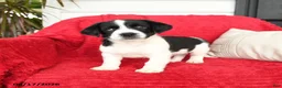 Mixed Breed dogs for sale: Tater - Ad 2