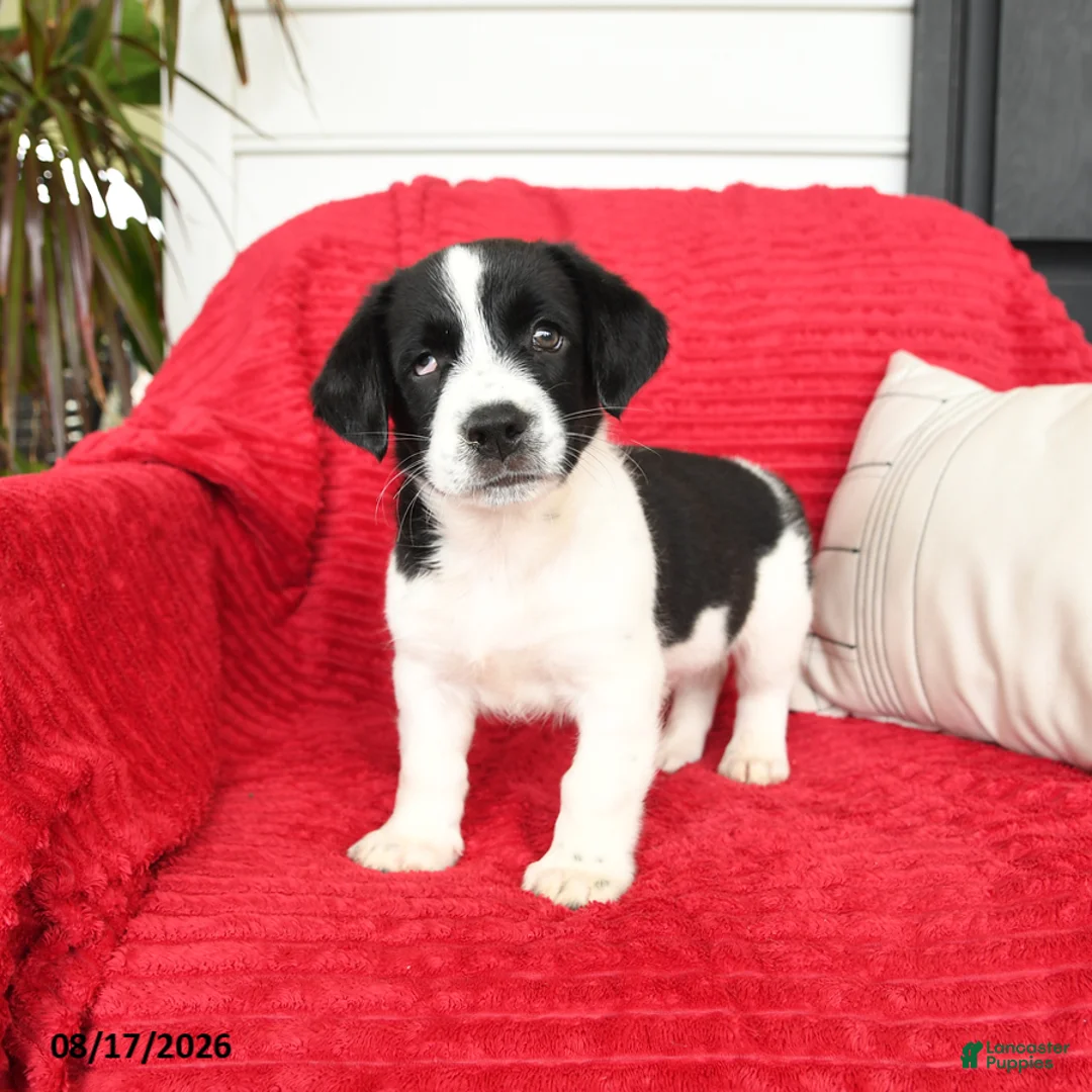 Mixed Breed dogs for sale: Tater - Ad 2