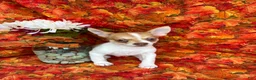 Pomchi dogs for sale: Sammy - Ad 4