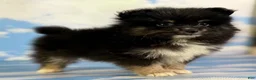 Pomeranian dogs for sale: Tilly - Ad 11