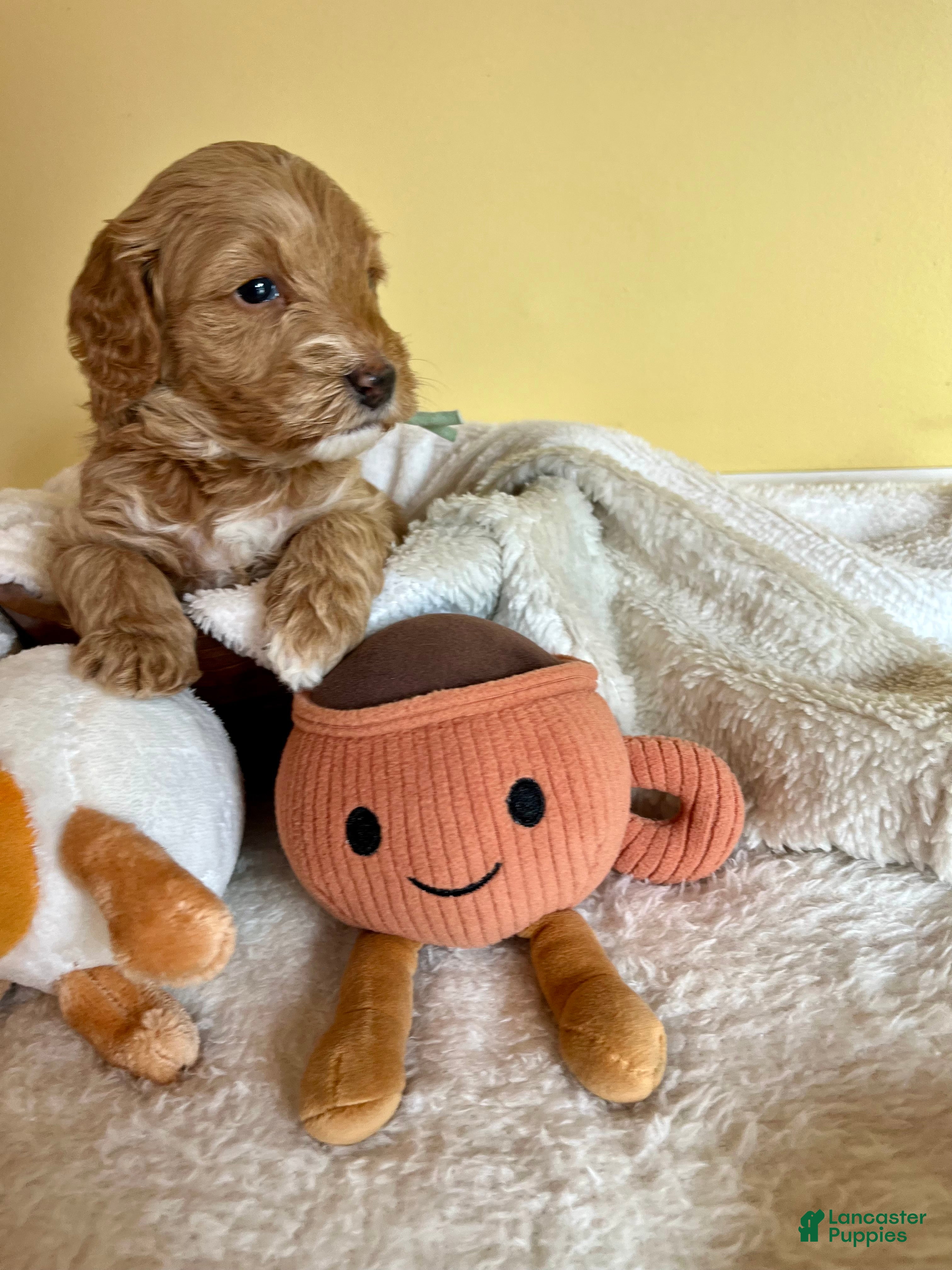 Mini Goldendoodle dogs Biscuit - Ad 2