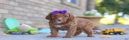 Mini Goldendoodle dogs for sale: Ember - Ad 3