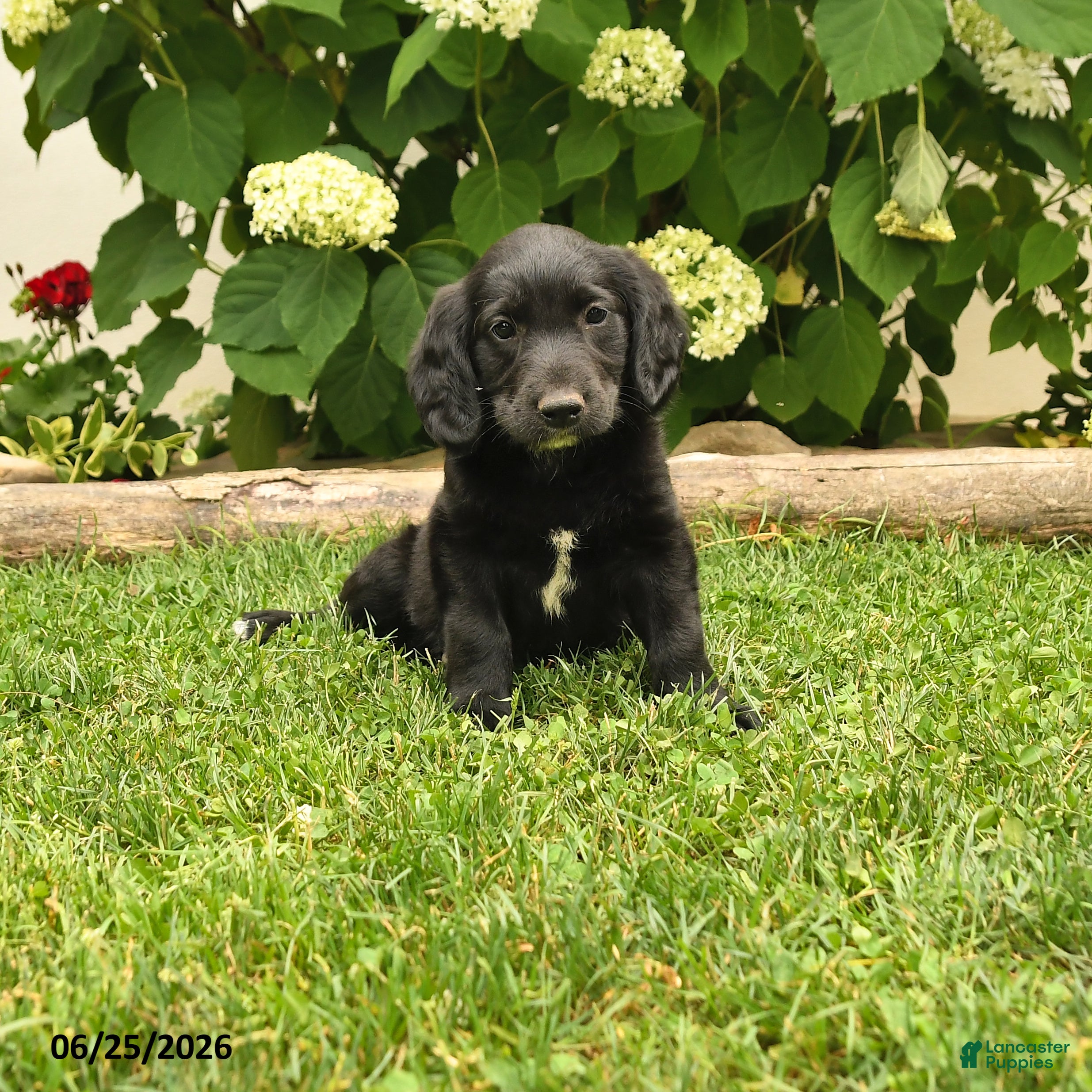 Labradoodle dogs Dapper - Ad 1