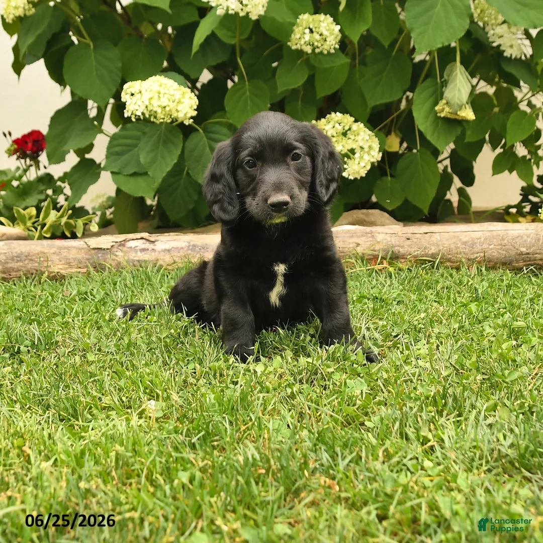 Labradoodle dogs for sale: Dapper - Ad 1