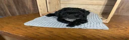 Mixed Breed dogs for sale: Lori - Ad 5