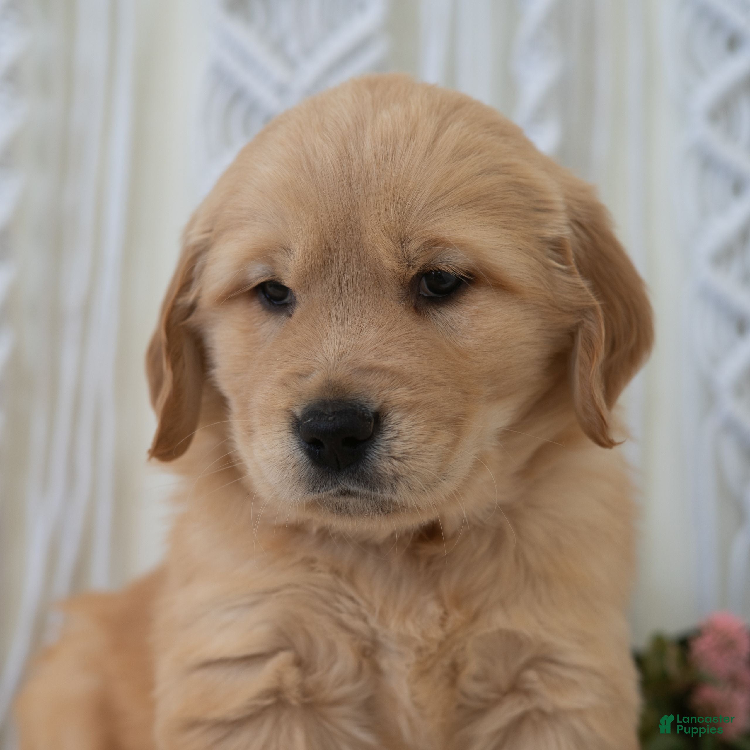Golden Retriever dogs Sebastian  - Ad 1