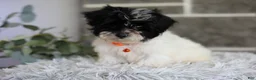 Maltipoo dogs for sale: Tiny - Ad 4