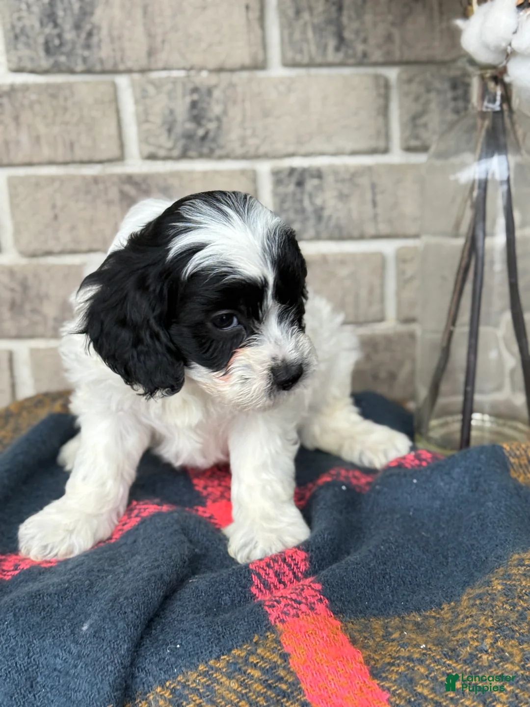 Cavapoo dogs for sale: Kip - Ad 6