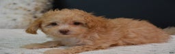 Toy Poodle dogs for sale: Duke - Ad 5