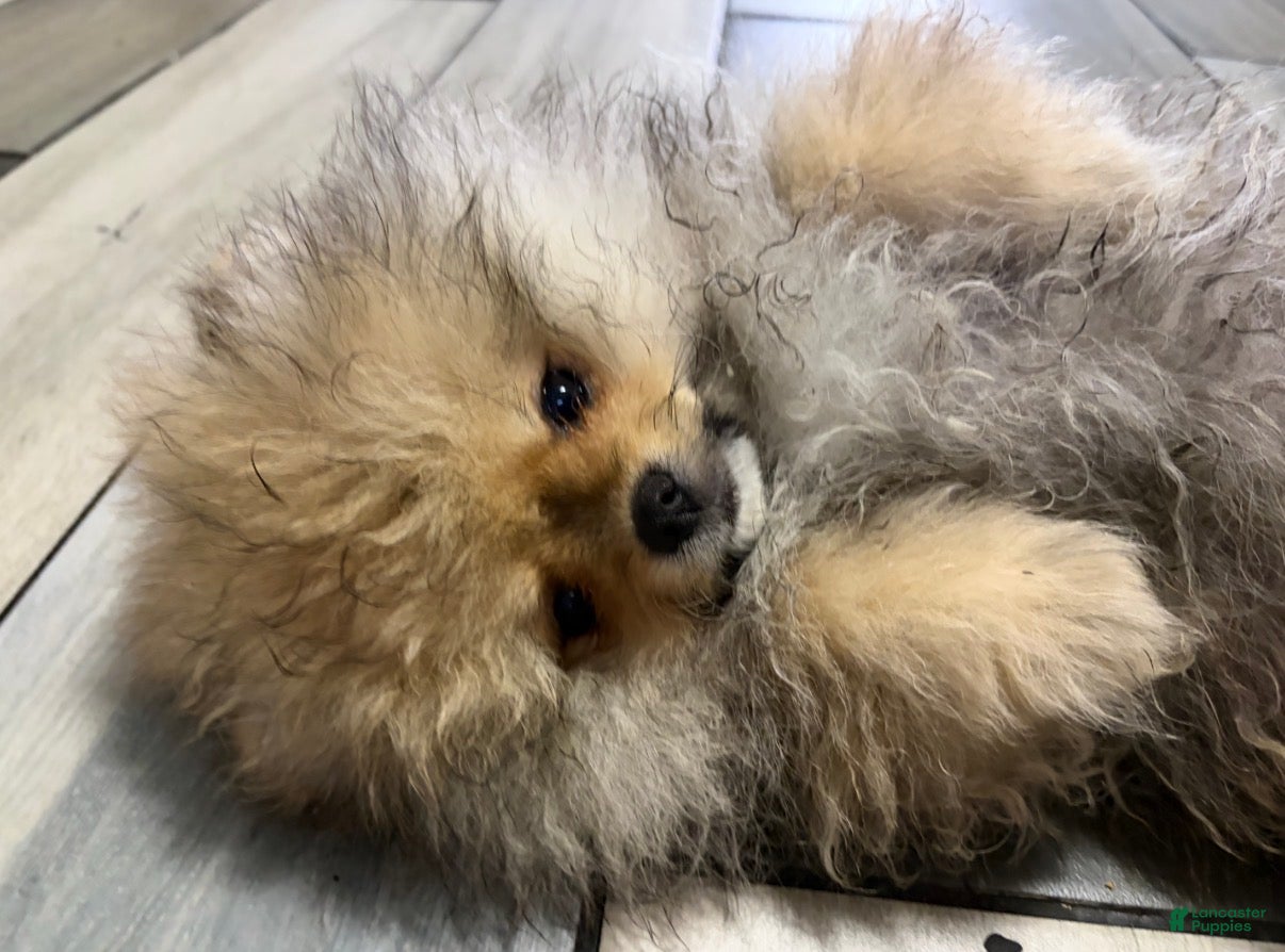 Pomeranian dogs Pomeranian Puppy 3 - Ad 1