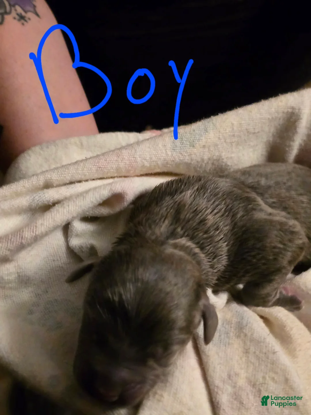 Gallery Image {{count}}