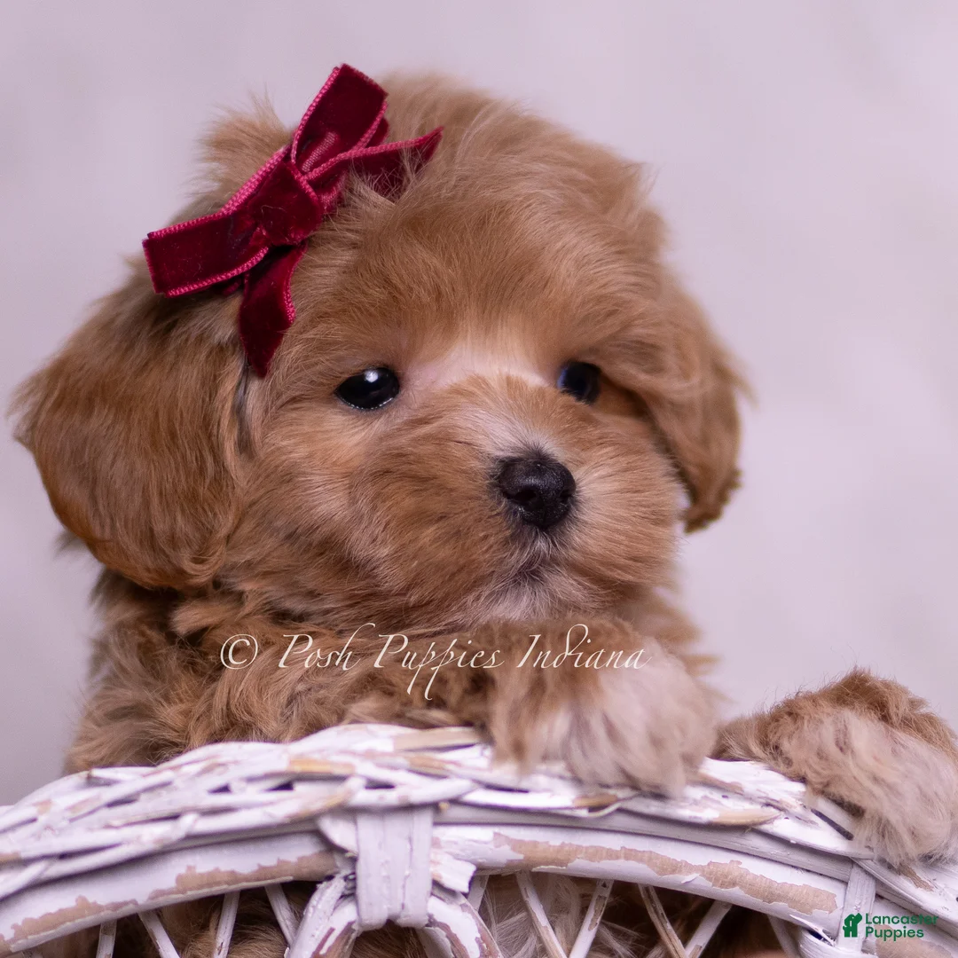 Maltipoo dogs for sale: Abbie - Ad 6