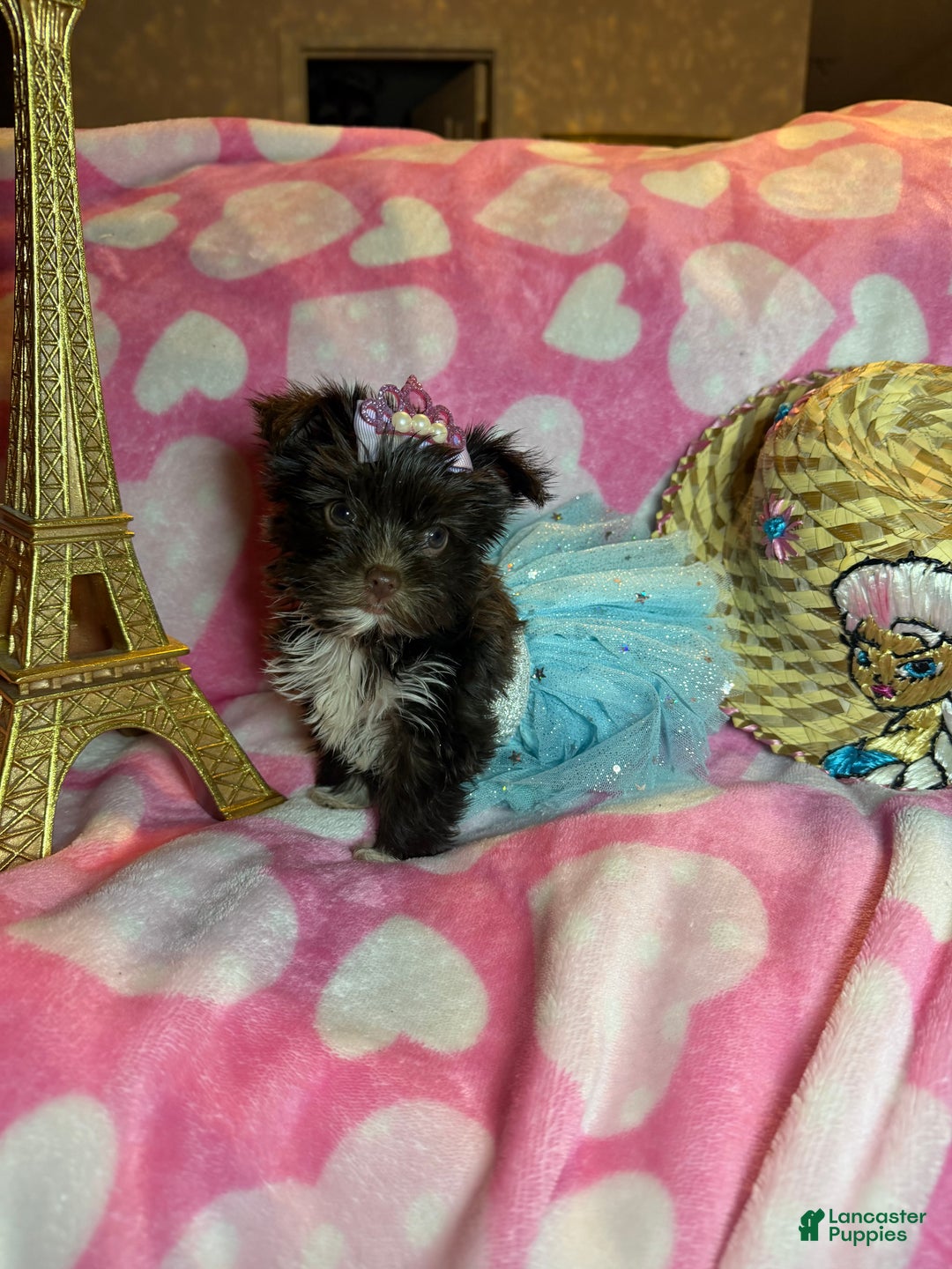 Yorkshire Terrier dogs for sale: Yorkshire Terrier Puppy 2 - Ad 2