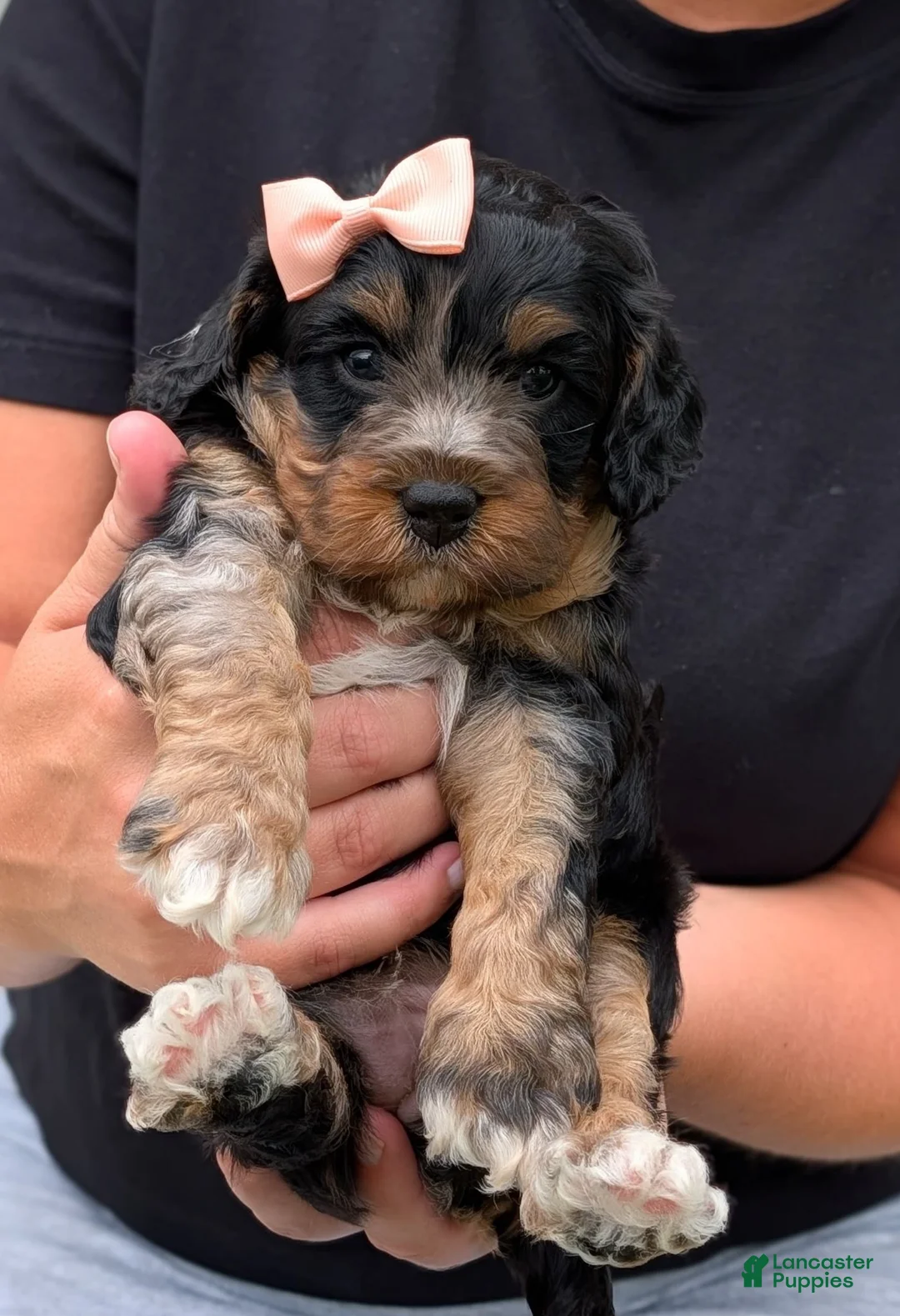 Cavapoo dogs for sale: Allie - Ad 1