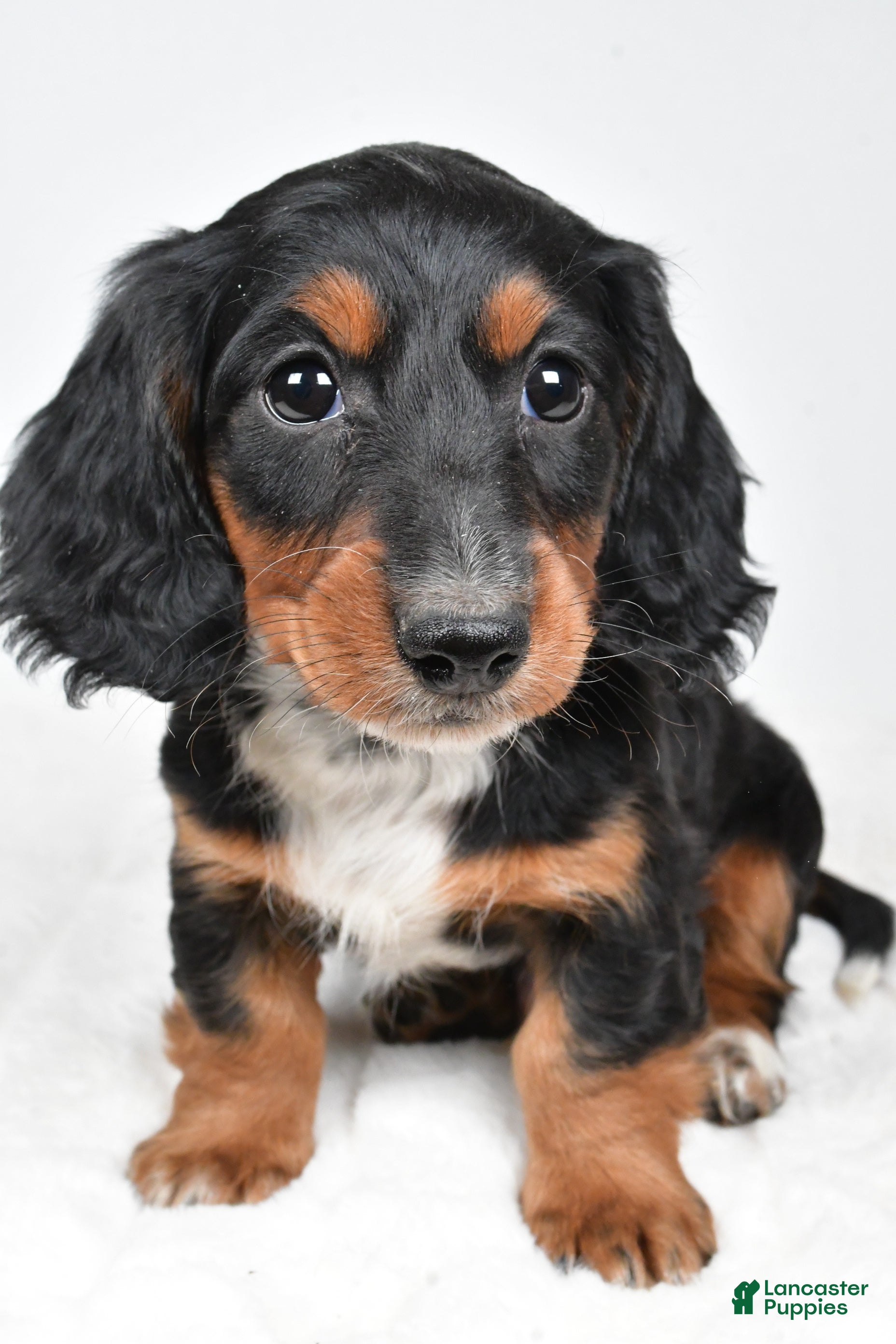 Dachshund dogs Beau - Ad 31
