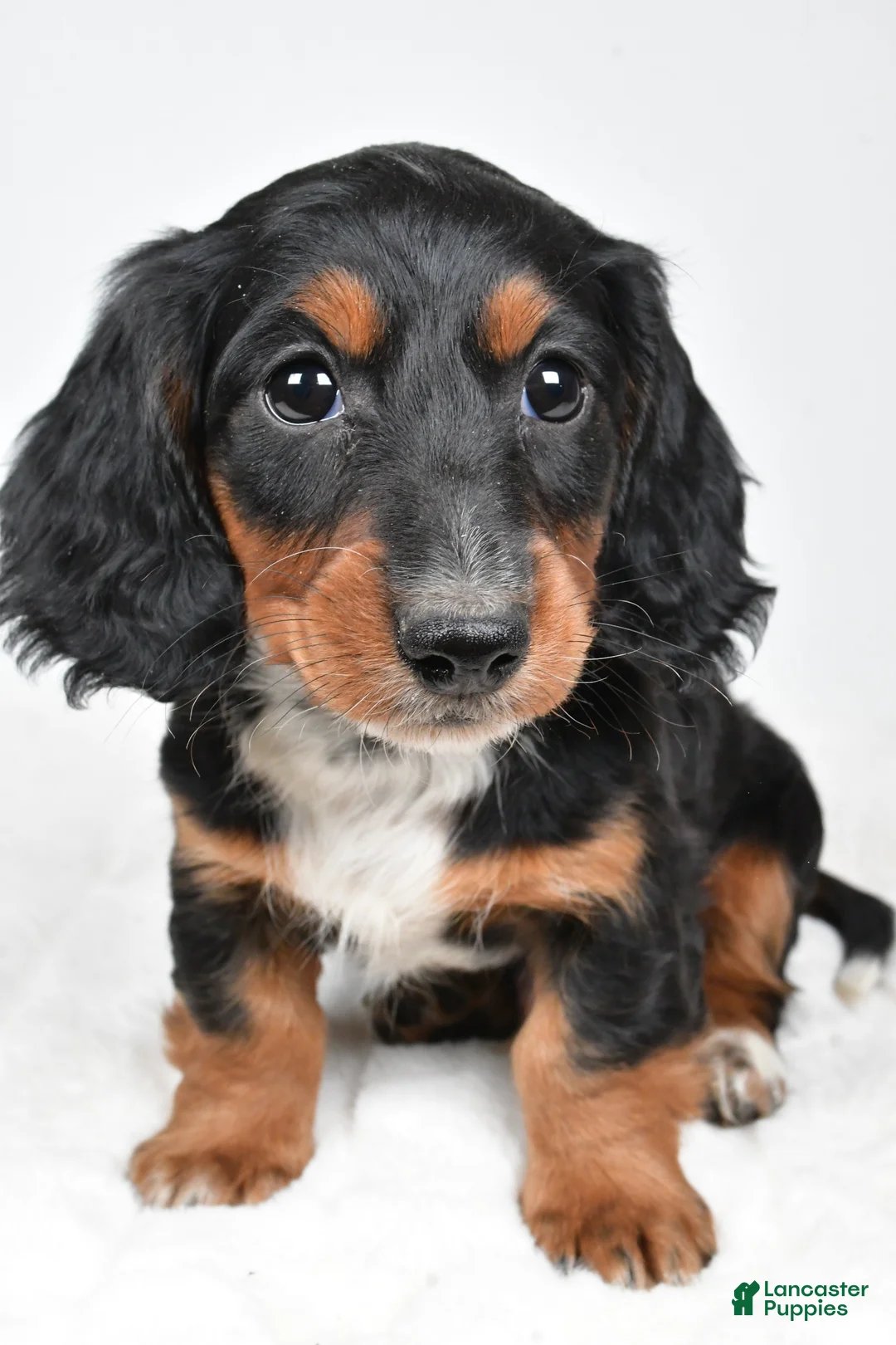 Dachshund dogs for sale: Beau - Ad 1