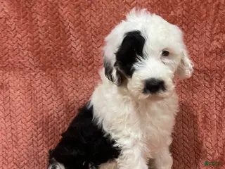 Sheepadoodle dogs Myla - Ad 27