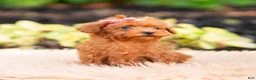 Maltipoo dogs for sale: Berribelle - Ad 6