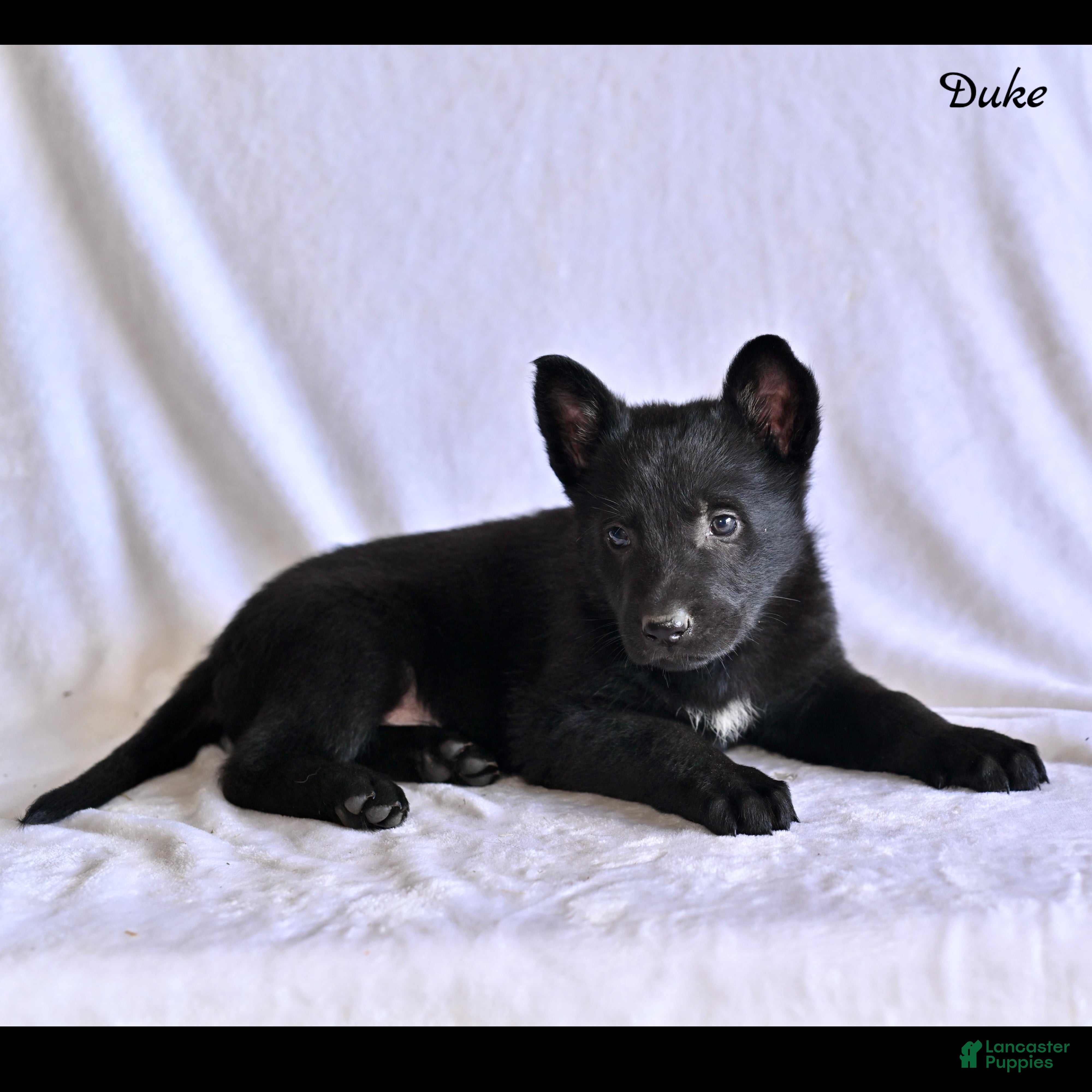 German Shepherd dogs Duke - Ad 2