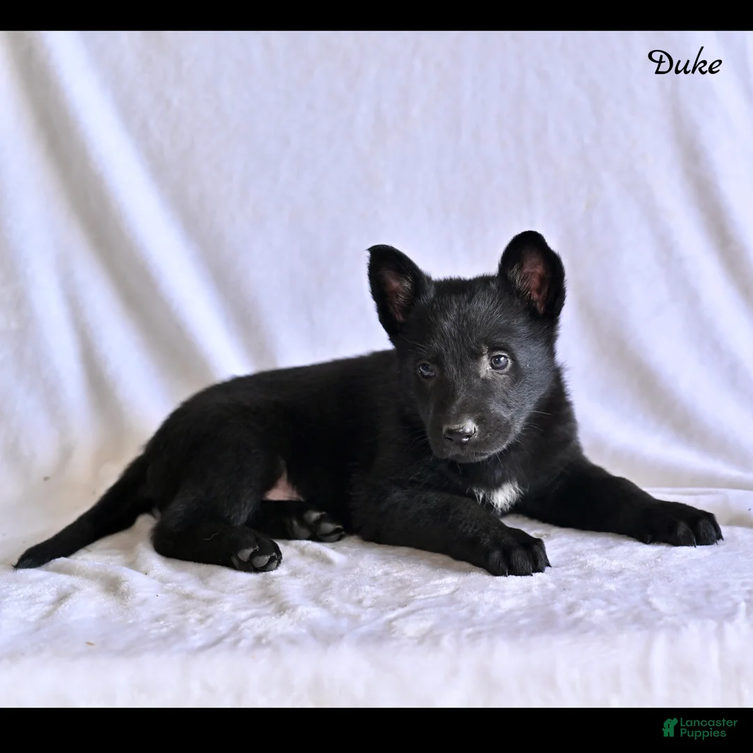 German Shepherd dogs for sale: Duke - Ad 2
