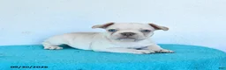French Bulldog dogs for sale: Oakley - Ad 2