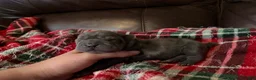 Shar Pei dogs for sale: Marvel - Ad 5