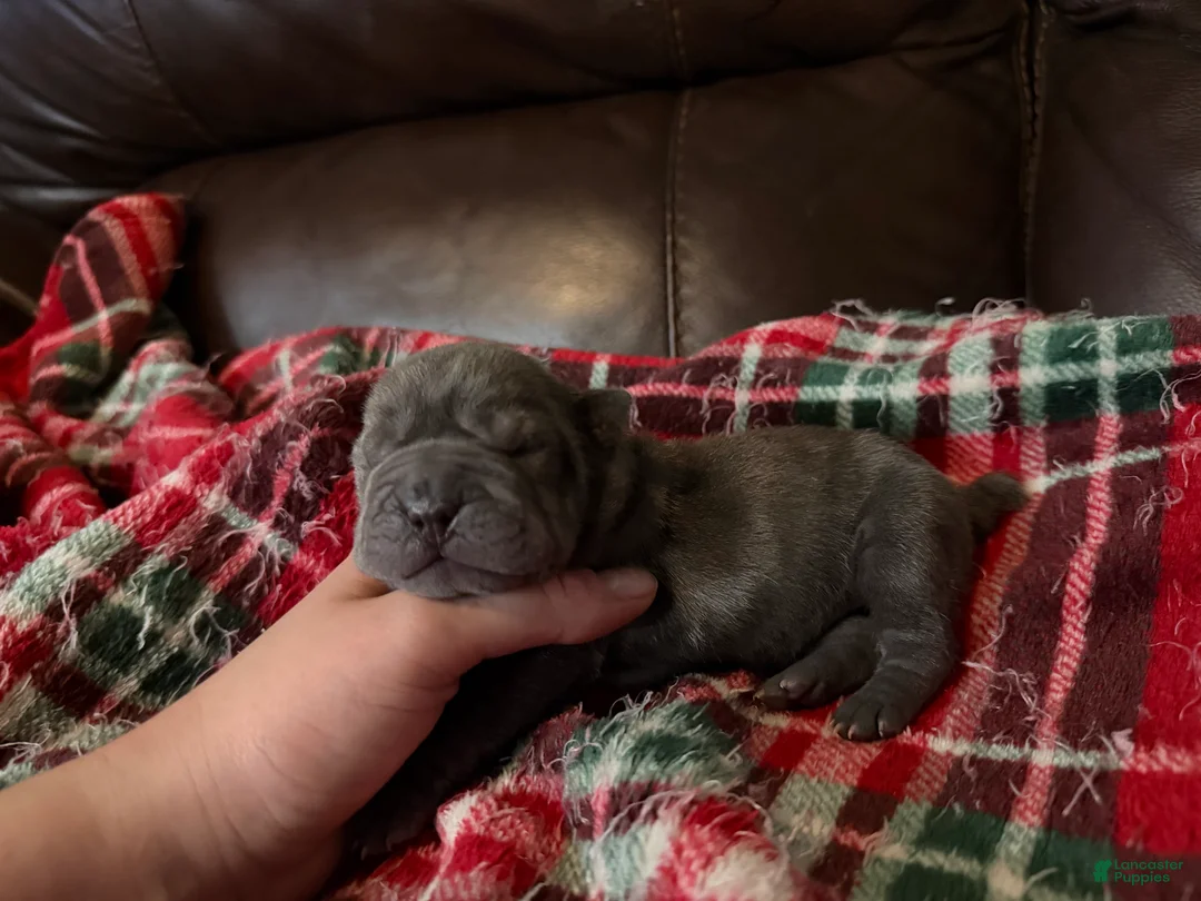 Shar Pei dogs for sale: Marvel - Ad 5