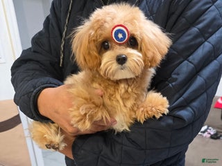 Maltipoo dogs - Ad 17