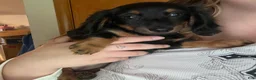 Miniature Dachshund dogs for sale: Millie - Ad 2