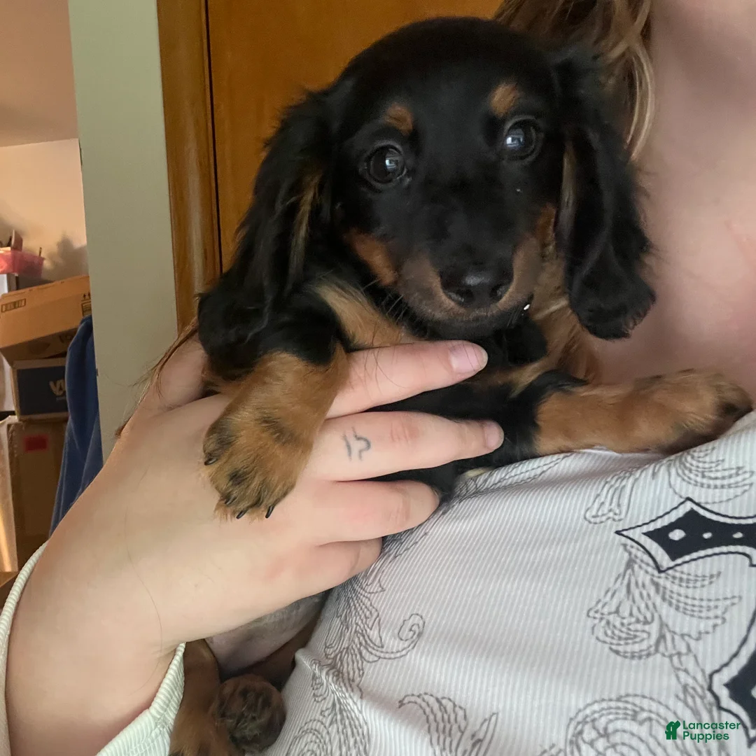 Miniature Dachshund dogs for sale: Millie - Ad 2