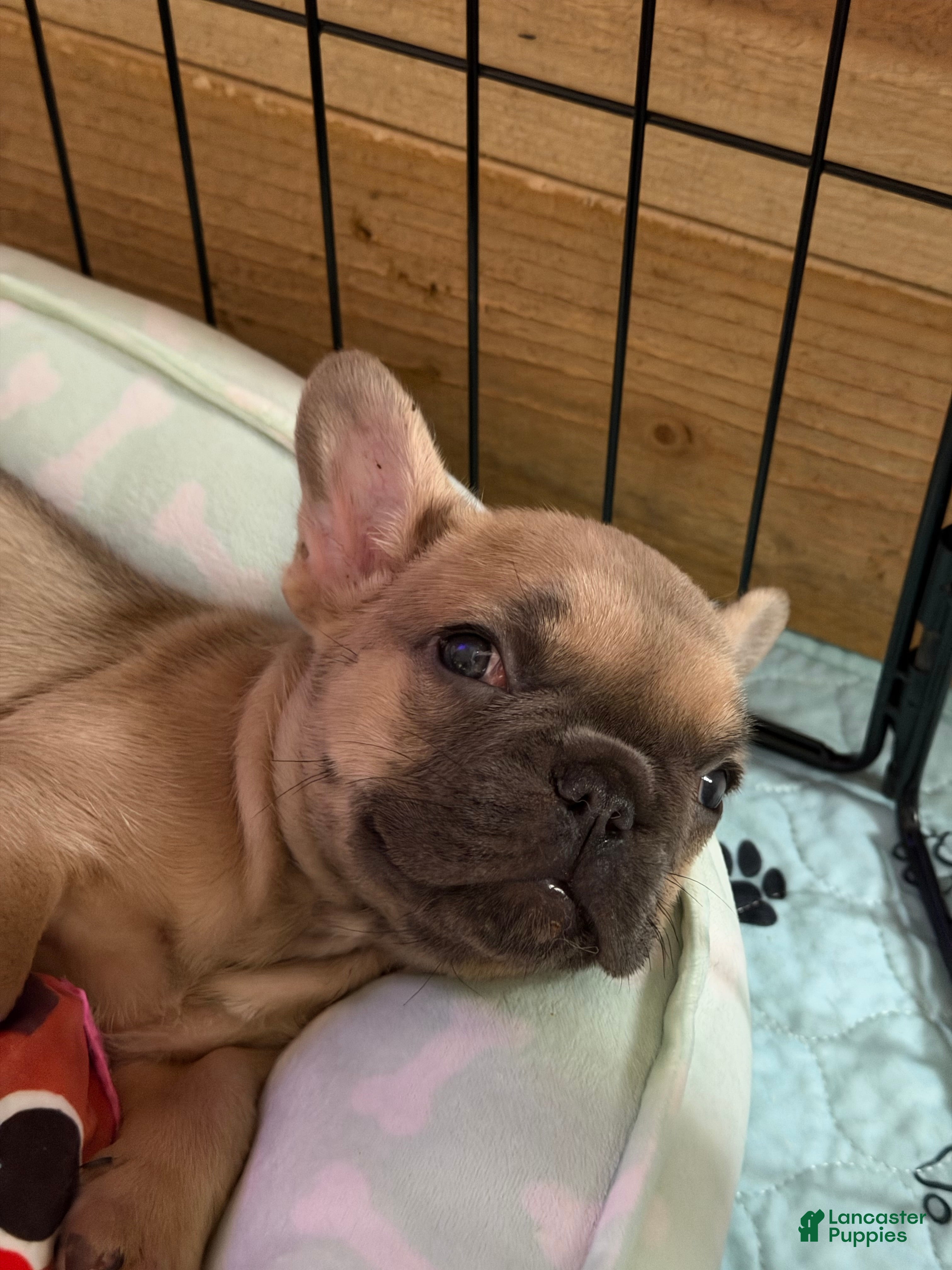 French Bulldog dogs Oakley - Ad 25