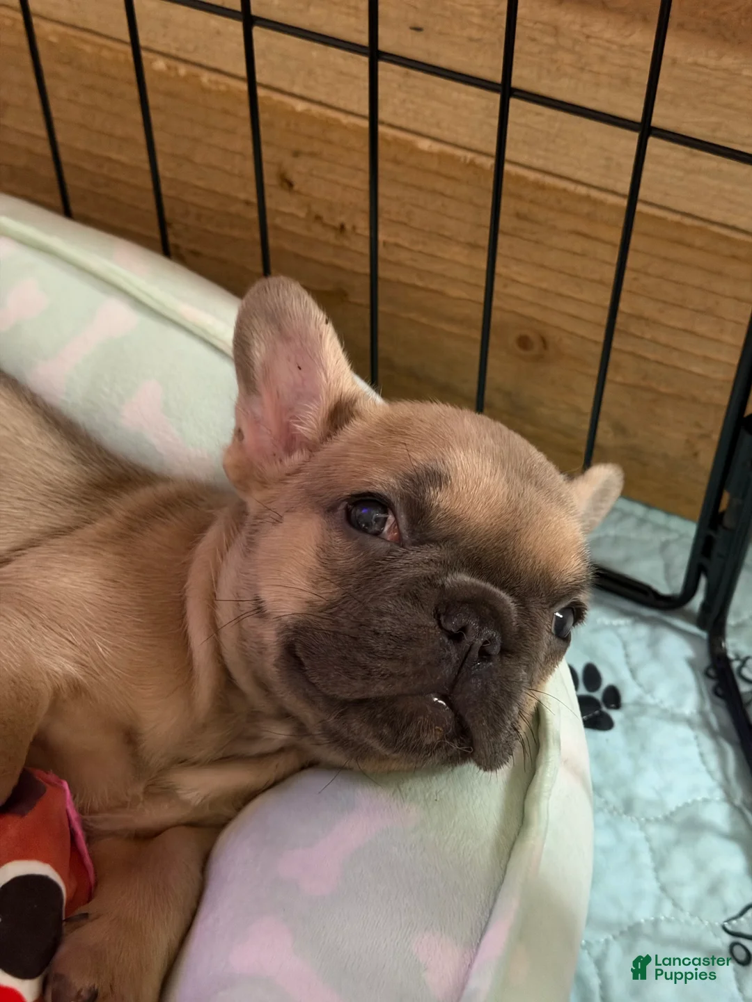 French Bulldog dogs for sale: Oakley - Ad 1