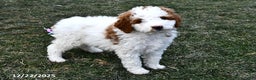 Mini Goldendoodle dogs for sale: Coconut - Ad 5
