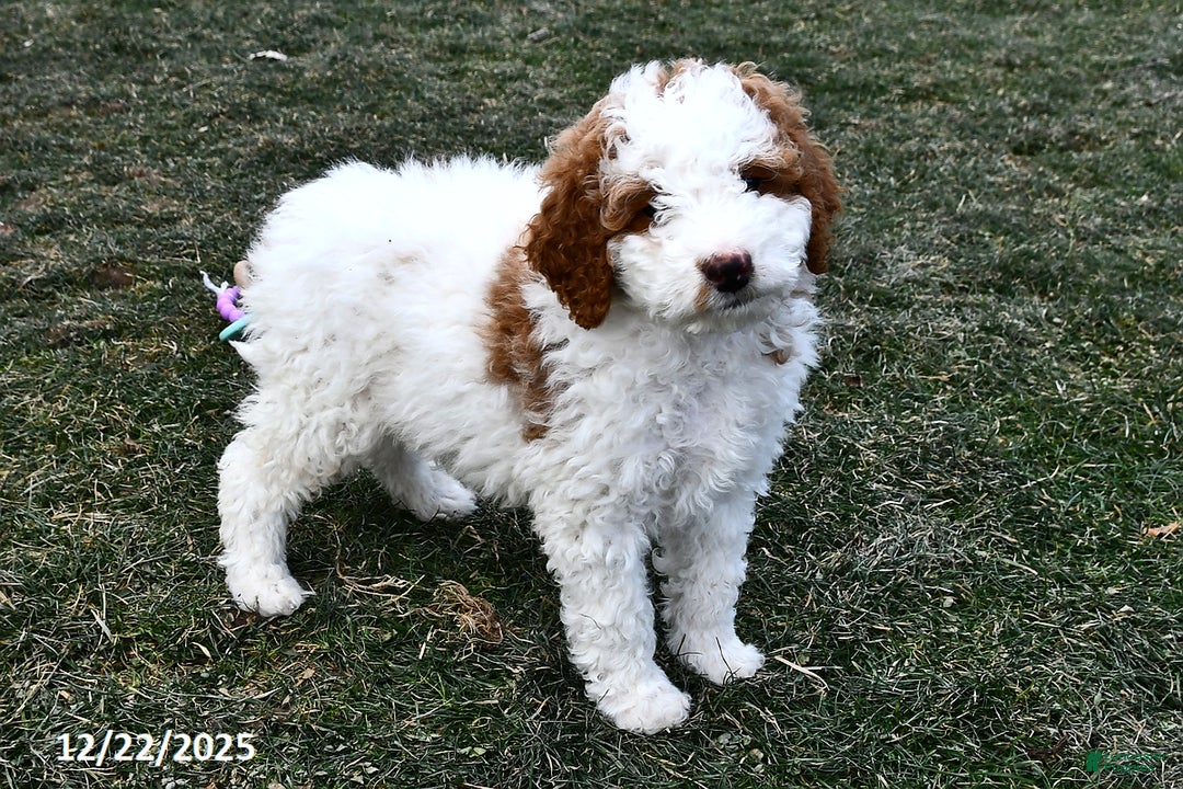 Mini Goldendoodle dogs for sale: Coconut - Ad 5