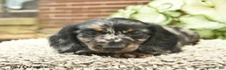 Miniature Dachshund dogs for sale: Cruz  - Ad 4