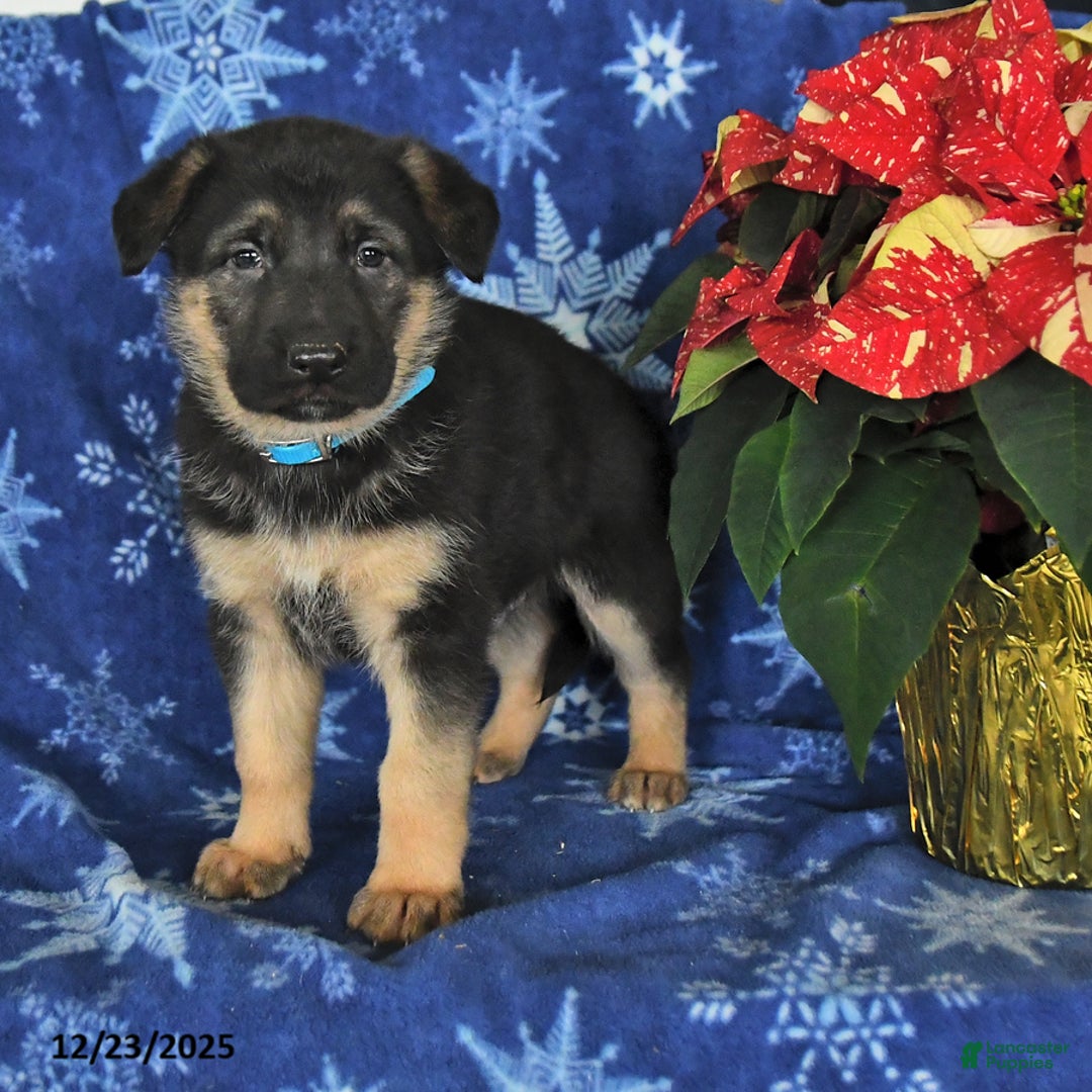 German Shepherd dogs for sale: Nate - Ad 2